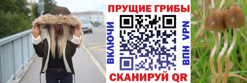 Галлюциногенные грибы мицелий  Купить где  Сланцы 